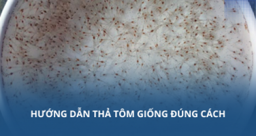 Hướng dẫn thả tôm giống đúng cách